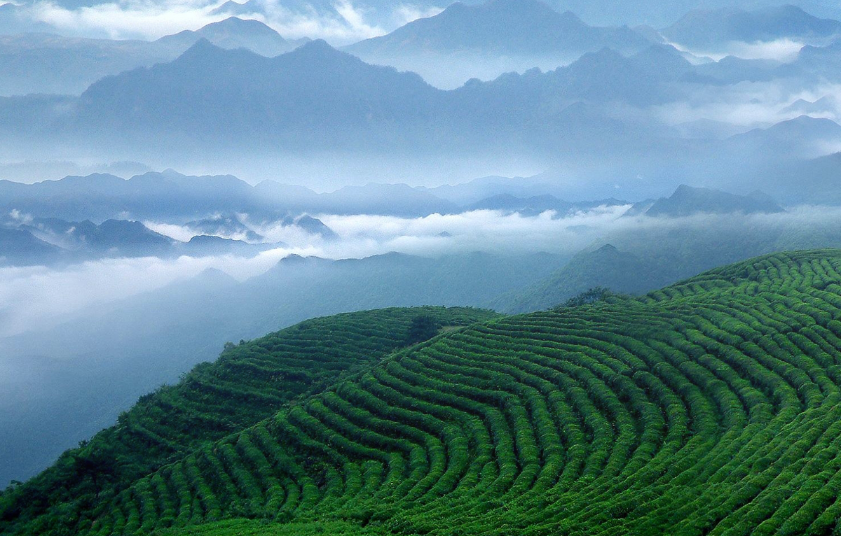 好茶源自好源頭，駒龍小罐帶你走進(jìn)駒龍有機(jī)生態(tài)茶園